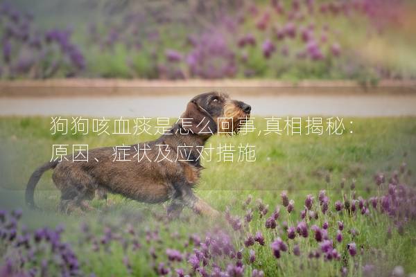 狗狗咳血痰是怎么回事,真相揭秘：原因、症状及应对措施