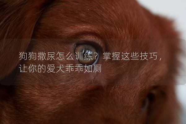 狗狗撒尿怎么训练？掌握这些技巧，让你的爱犬乖乖如厕