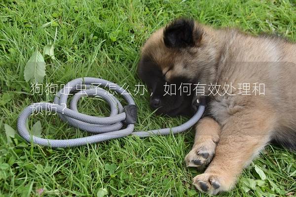 狗狗吐虫子怎么办，如何有效处理和预防？