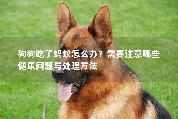 狗狗吃了蚂蚁怎么办？需要注意哪些健康问题与处理方法
