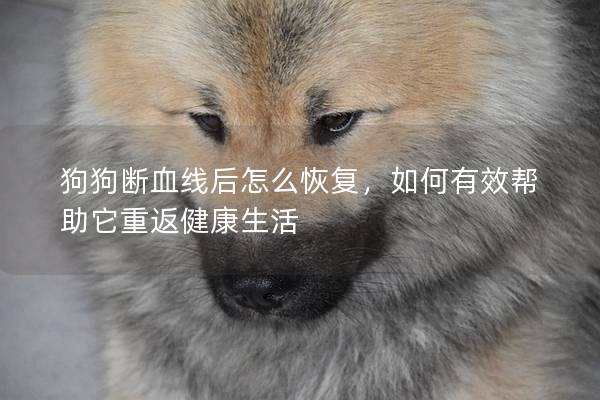 狗狗断血线后怎么恢复，如何有效帮助它重返健康生活