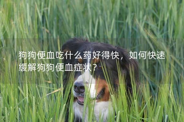 狗狗便血吃什么药好得快，如何快速缓解狗狗便血症状？