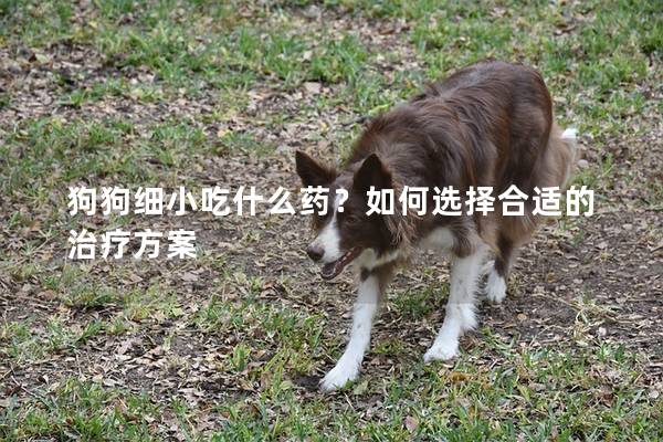狗狗细小吃什么药？如何选择合适的治疗方案