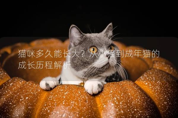 猫咪多久能长大？从小猫到成年猫的成长历程解析