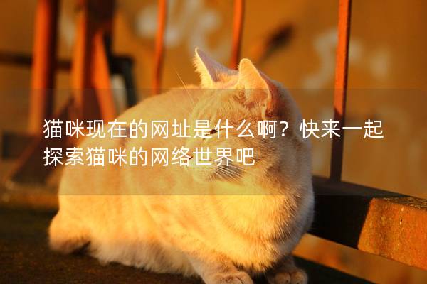 猫咪现在的网址是什么啊？快来一起探索猫咪的网络世界吧