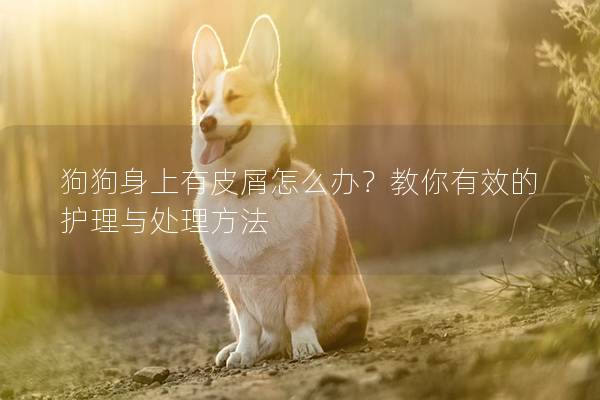 狗狗身上有皮屑怎么办？教你有效的护理与处理方法