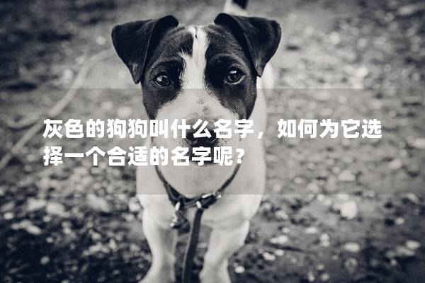灰色的狗狗叫什么名字，如何为它选择一个合适的名字呢？