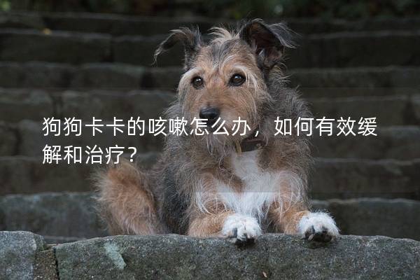 狗狗卡卡的咳嗽怎么办，如何有效缓解和治疗？