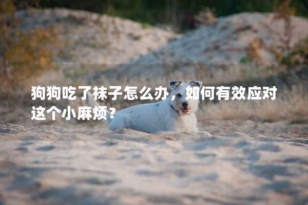 狗狗吃了袜子怎么办，如何有效应对这个小麻烦？