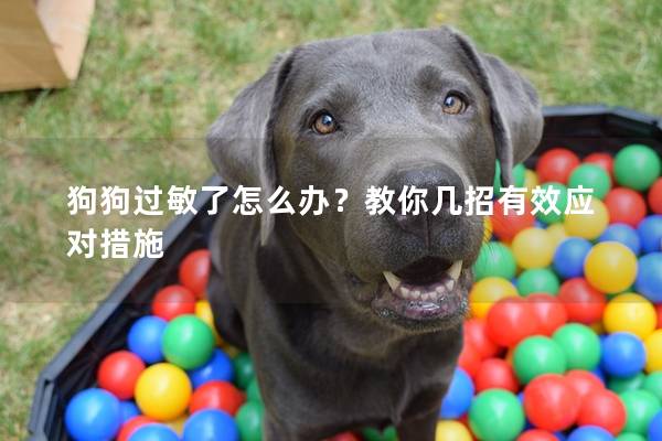 狗狗过敏了怎么办？教你几招有效应对措施