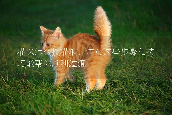 猫咪怎么换猫粮，注意这些步骤和技巧能帮你顺利过渡