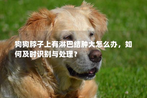 狗狗脖子上有淋巴结肿大怎么办，如何及时识别与处理？