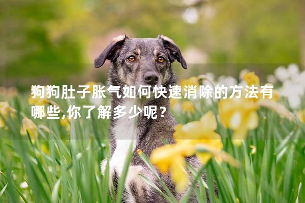 狗狗肚子胀气如何快速消除的方法有哪些,你了解多少呢？