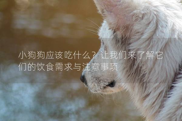 小狗狗应该吃什么？让我们来了解它们的饮食需求与注意事项