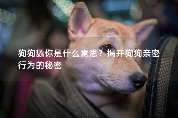 狗狗舔你是什么意思？揭开狗狗亲密行为的秘密