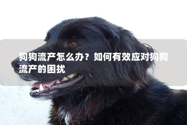 狗狗流产怎么办？如何有效应对狗狗流产的困扰