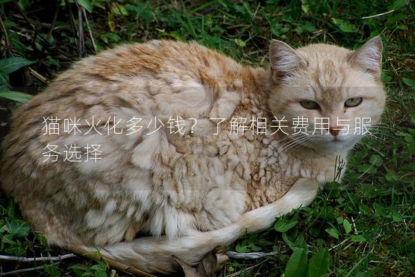 猫咪火化多少钱？了解相关费用与服务选择