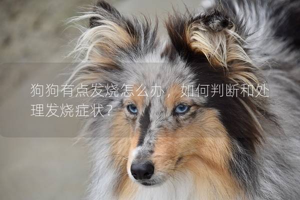 狗狗有点发烧怎么办，如何判断和处理发烧症状？
