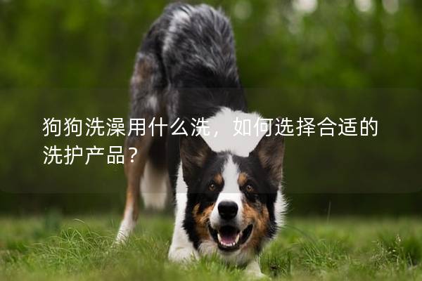 狗狗洗澡用什么洗，如何选择合适的洗护产品？