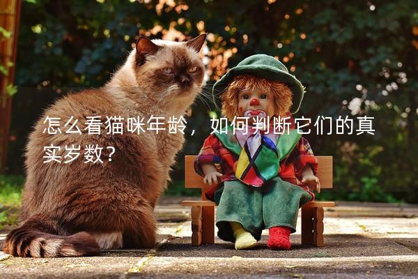怎么看猫咪年龄，如何判断它们的真实岁数？
