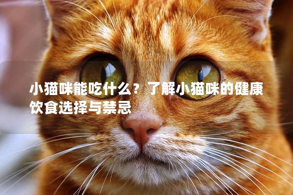 小猫咪能吃什么？了解小猫咪的健康饮食选择与禁忌