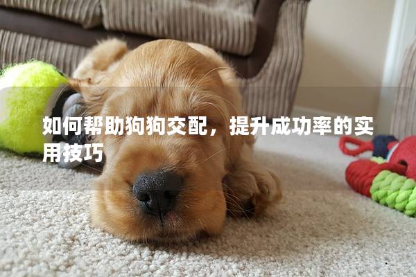如何帮助狗狗交配，提升成功率的实用技巧