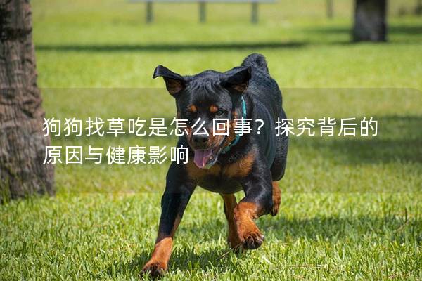 狗狗找草吃是怎么回事？探究背后的原因与健康影响