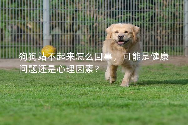 狗狗站不起来怎么回事，可能是健康问题还是心理因素？