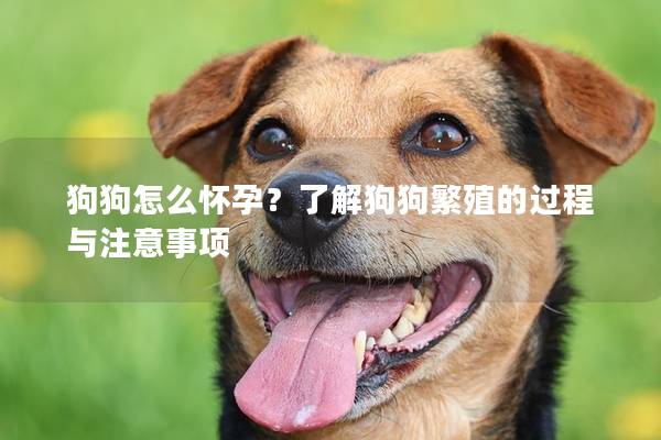 狗狗怎么怀孕？了解狗狗繁殖的过程与注意事项