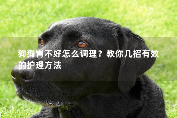狗狗胃不好怎么调理？教你几招有效的护理方法