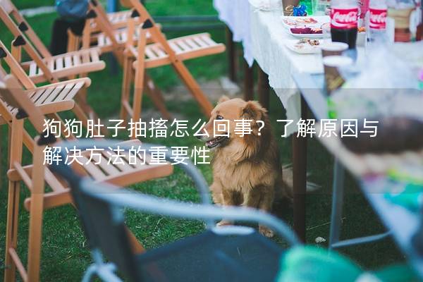狗狗肚子抽搐怎么回事？了解原因与解决方法的重要性