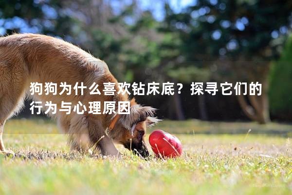 狗狗为什么喜欢钻床底？探寻它们的行为与心理原因