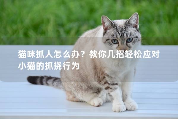 猫咪抓人怎么办？教你几招轻松应对小猫的抓挠行为