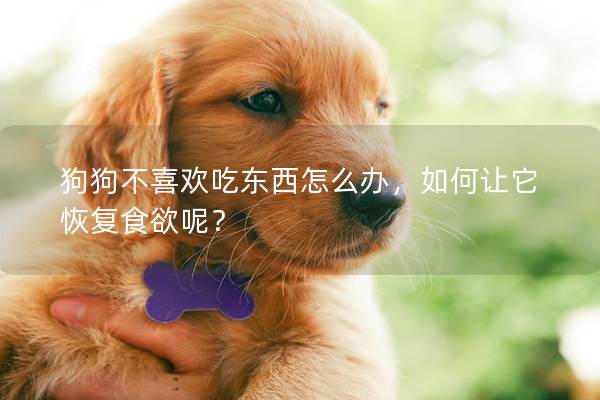 狗狗不喜欢吃东西怎么办，如何让它恢复食欲呢？