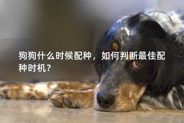 狗狗什么时候配种，如何判断最佳配种时机？