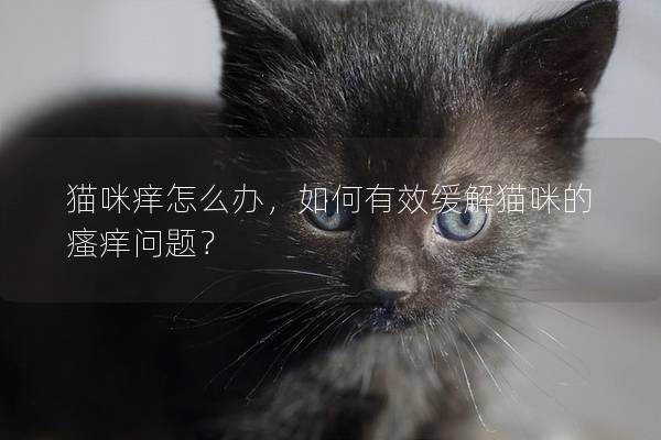 猫咪痒怎么办，如何有效缓解猫咪的瘙痒问题？