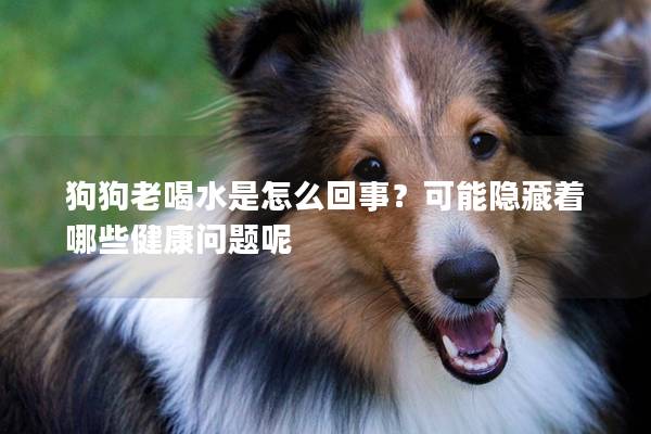 狗狗老喝水是怎么回事？可能隐藏着哪些健康问题呢