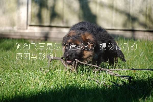 狗狗飞耳是怎么造成的？揭秘背后的原因与影响