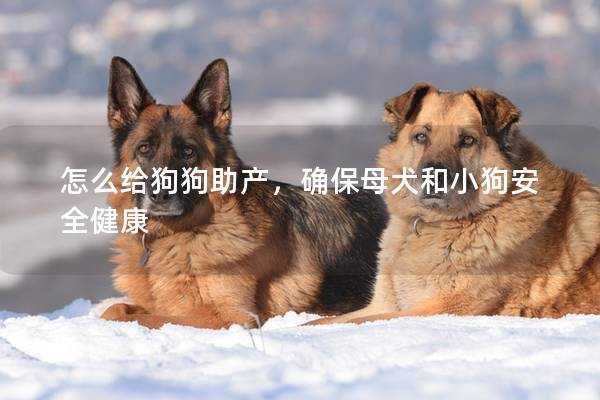 怎么给狗狗助产，确保母犬和小狗安全健康