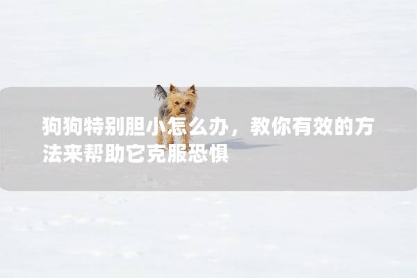 狗狗特别胆小怎么办，教你有效的方法来帮助它克服恐惧