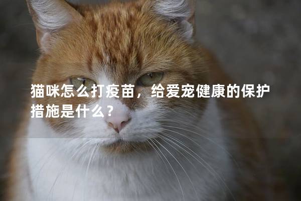 猫咪怎么打疫苗，给爱宠健康的保护措施是什么？