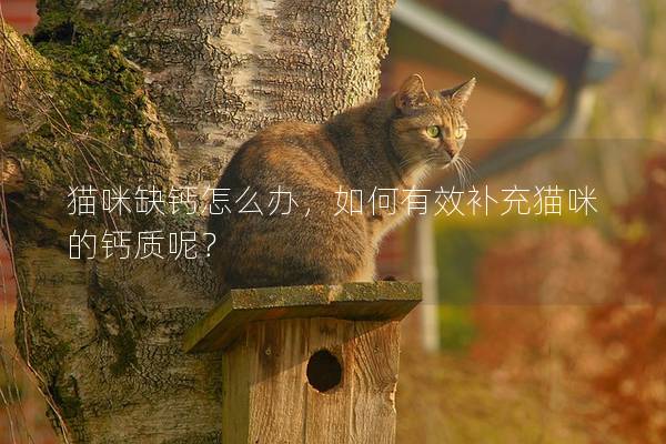 猫咪缺钙怎么办，如何有效补充猫咪的钙质呢？