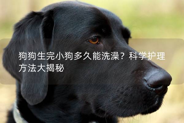 狗狗生完小狗多久能洗澡？科学护理方法大揭秘