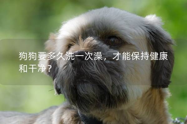 狗狗要多久洗一次澡，才能保持健康和干净？