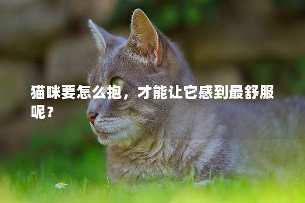猫咪要怎么抱，才能让它感到最舒服呢？