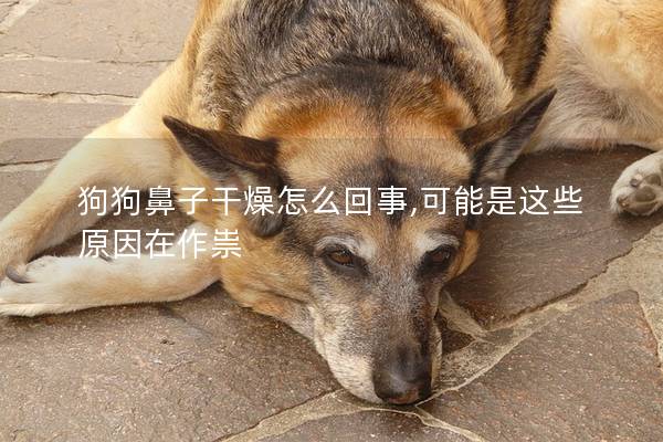 狗狗鼻子干燥怎么回事,可能是这些原因在作祟