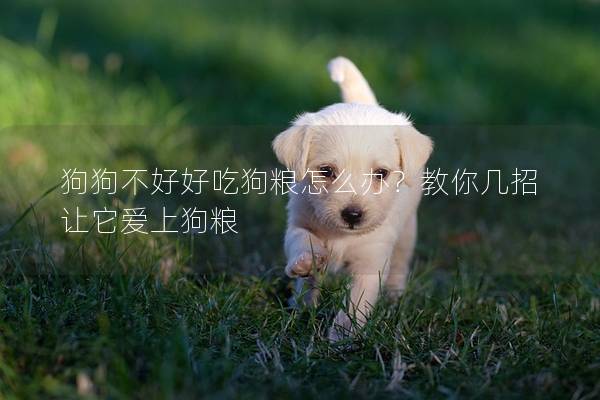 狗狗不好好吃狗粮怎么办？教你几招让它爱上狗粮