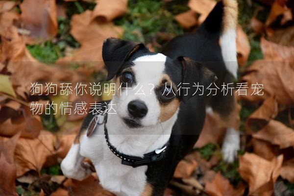 狗狗舔你说明什么？从行为分析看宠物的情感表达