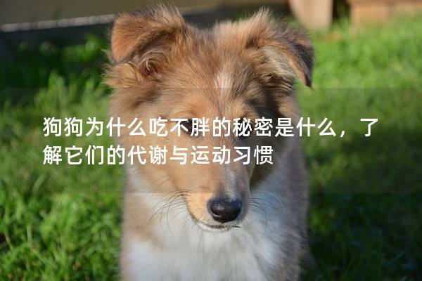 狗狗为什么吃不胖的秘密是什么，了解它们的代谢与运动习惯