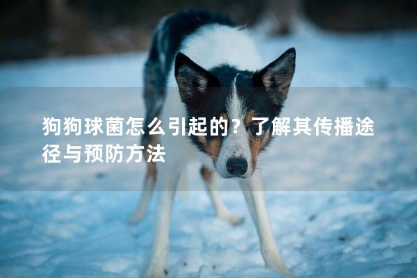 狗狗球菌怎么引起的？了解其传播途径与预防方法